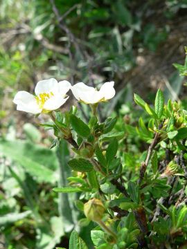 Potentilla Glabra Extract